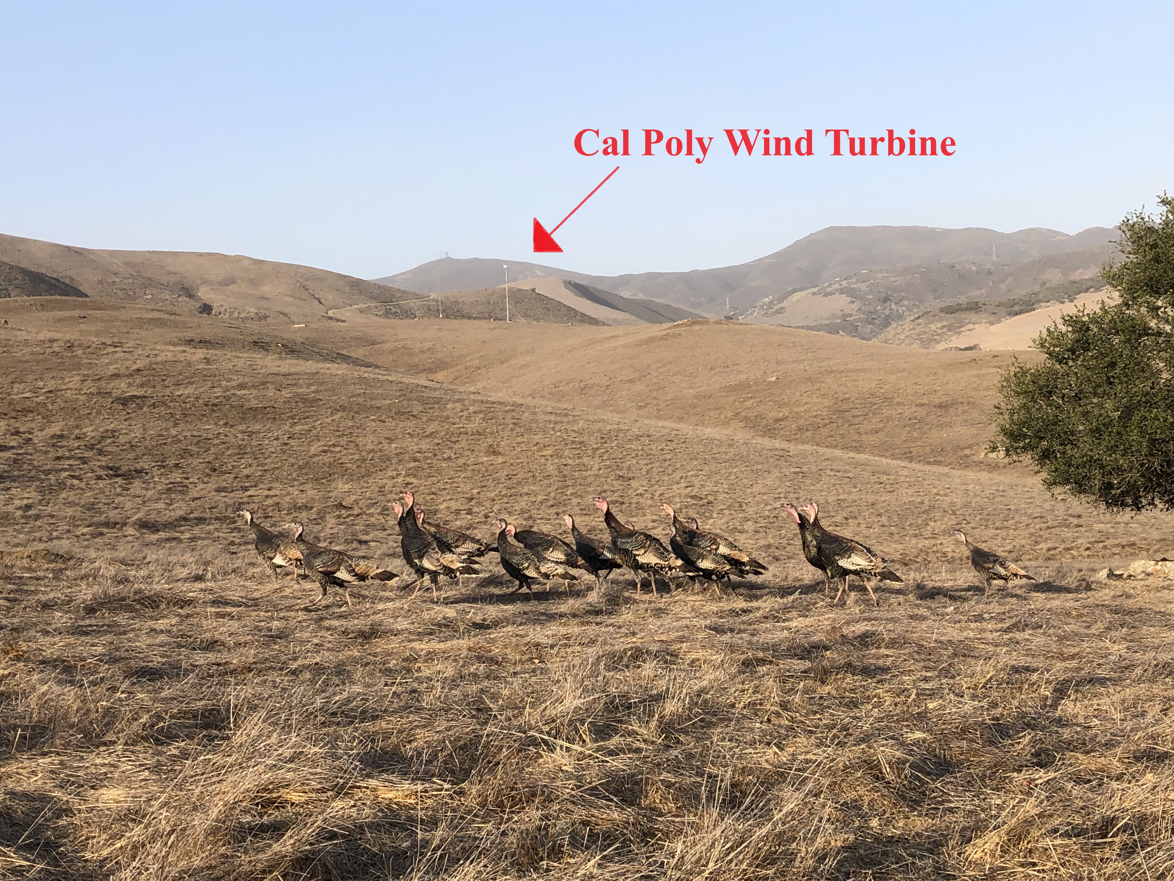 turkeys at the wind site